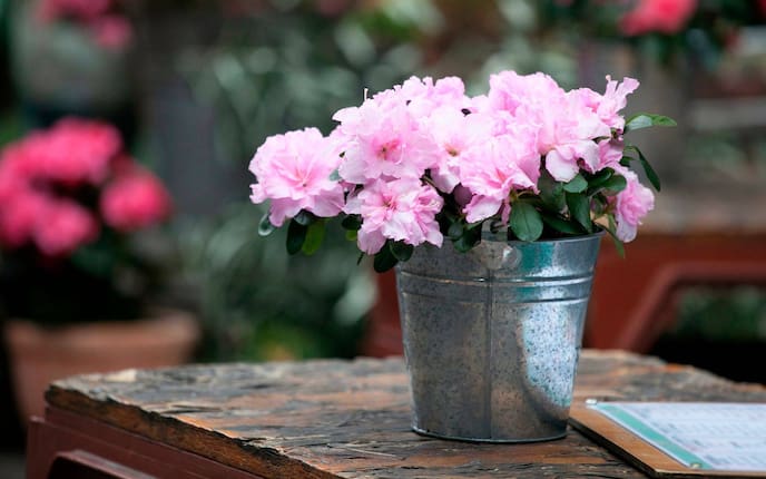Rosa Zimmerazalee in einem silbernen Metalltopf auf einem alten Holztisch