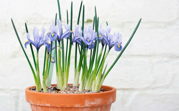Tontopf, Zwergiris vor einer weißen Steinmauer