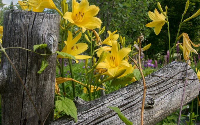 gelbe Taglilie in einem Naturgarten, mit Altholz
