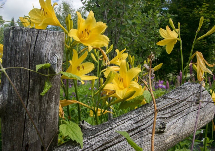 gelbe Taglilie in einem Naturgarten, mit Altholz