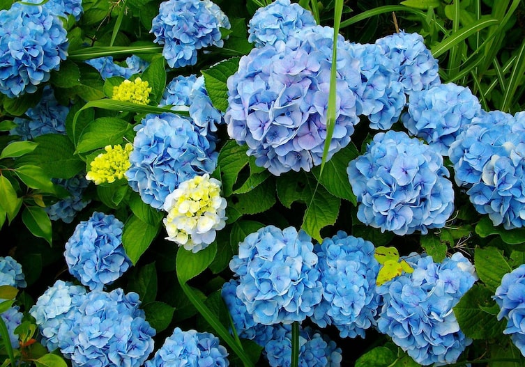 Blau blühender Hortensienbusch