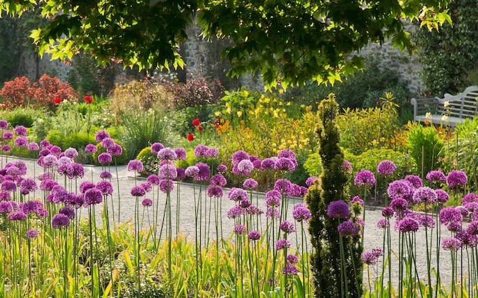 Pflanzenportärt, Lauch, Allium, Gartenwissen, Garten, Stauden, Blumen
