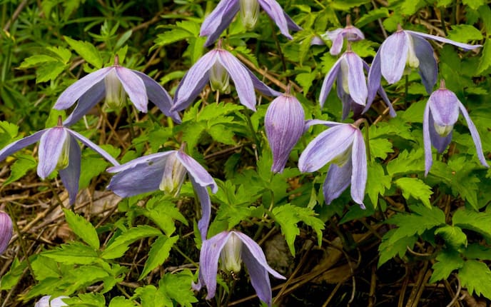 Garten, Gartenwiessen, Pflanzenporträt, Blumen, Alpenwaldrebe