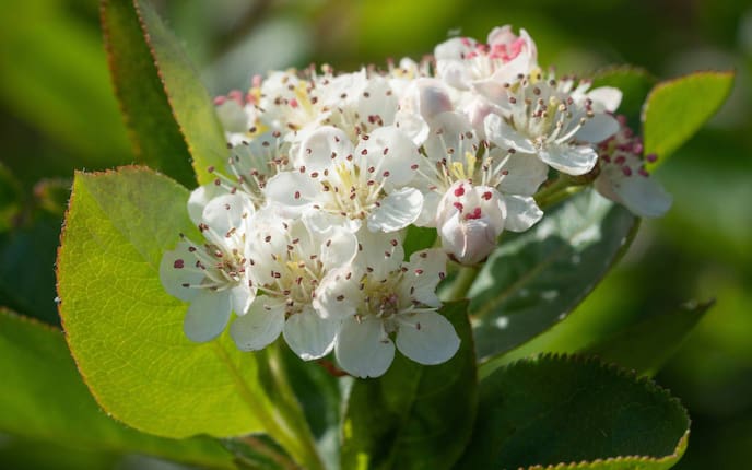 Garten, Gartenwissen, Pflanzenporträt, Apfelbeere, Aronia, Blüte