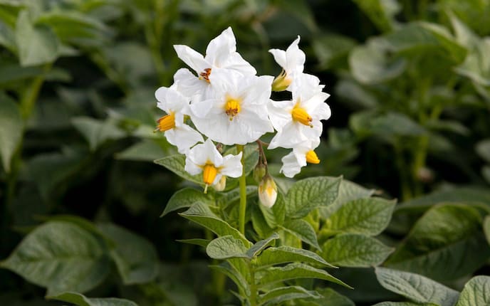 Garten, Gartenwissen, Pflanzenporträt, Erdapfel, Blüte, Blume