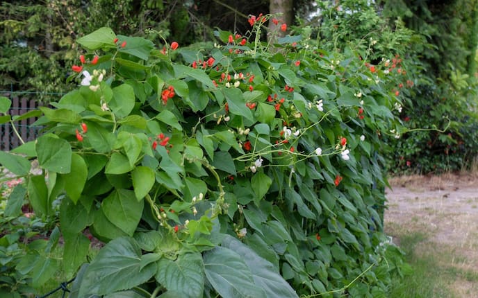 Garten, Gartenwissen, Pflanzenporträt, Käferbohne, Feuerbohne,