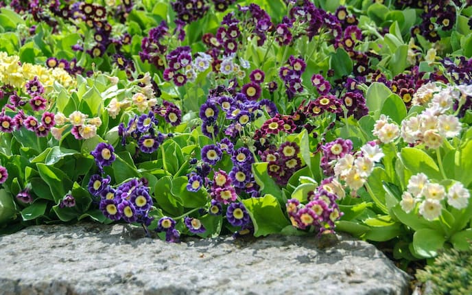 Pflanzenporträt, Garten-Aurikel, Blüte, bunt, Garten, Pflanzenwissen