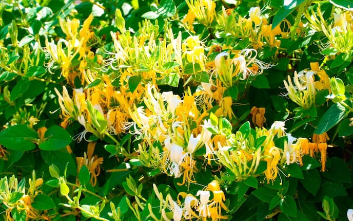 Pflanzenporträt, Garten, Gartenwissen, Gartengeissblatt