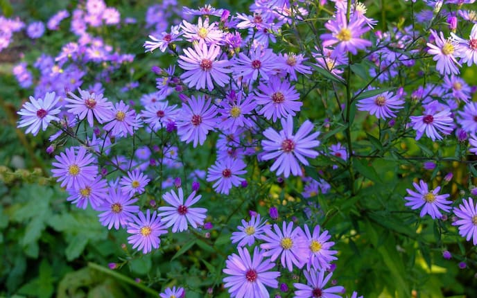 Garten, Gartenwissen, Pflanzenporträt, Blume, Glattblatt-Aster, Aster