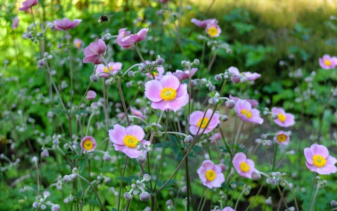 Herbstanemone, Garten, Anemone, Pflanzen, Blumen