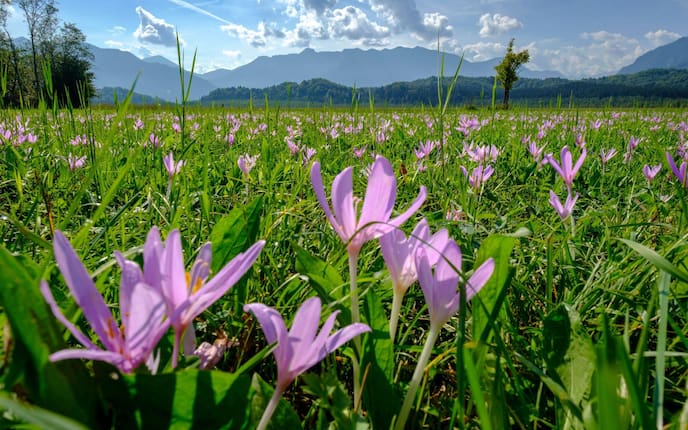 Garten, Pflanzenporträt, Herbstzeitlose, Gartenwissen, Wiesenblume