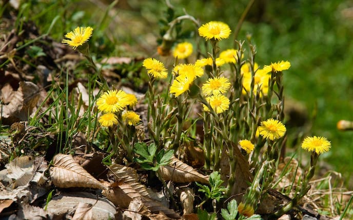 Pflanzenporträt, Huflattich, Blüte, Garten, Pflanzenwissen