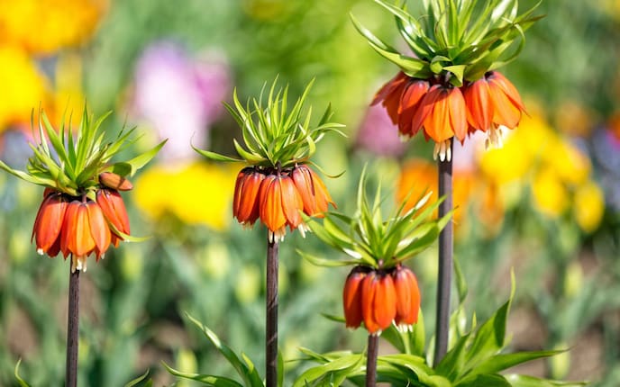 garten,gartenwissen, pflanzenporträt, kaiserkrone