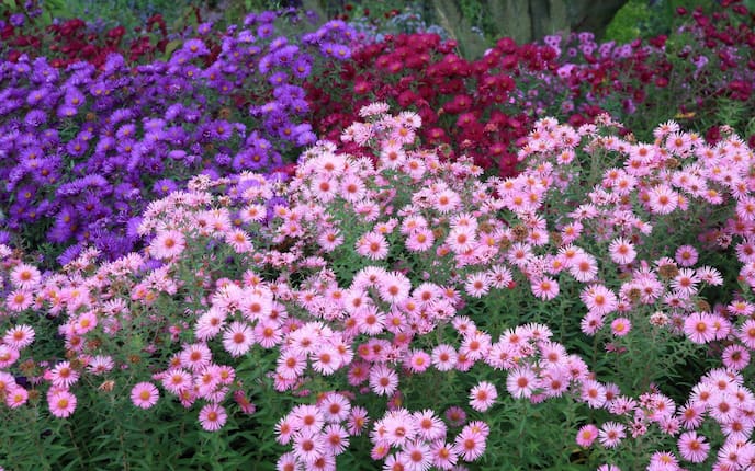 Kissenaster, Aster, Kissen-Aster, Blumen, Gartenblumen