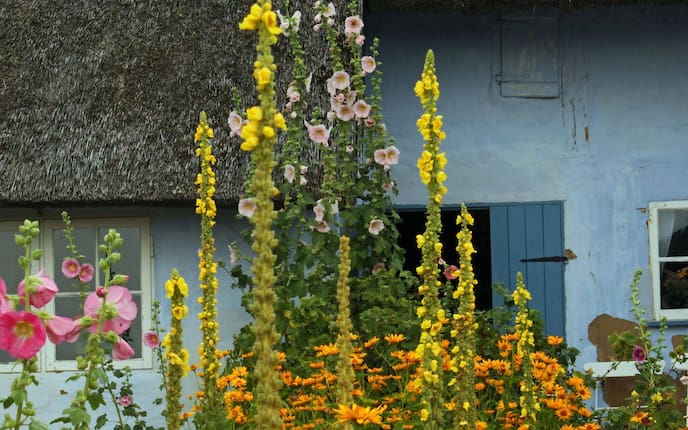 Garten, Pflanzenporträt, Königskerze, Gartenwissen