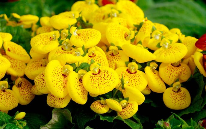 Pantoffelblume, Gartenblume, gelb, Pflanzenporträt, Gartenwissen