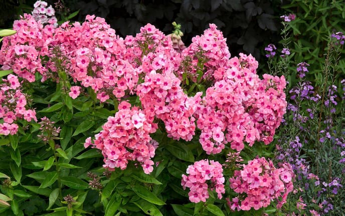 Garten, Pflanzenwissen, Phlox, Pflanzenporträt