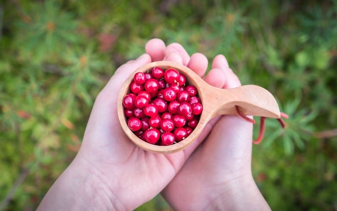 Pflanzenporträt, Garten, Gartenwissen, Hände, Preiselbeeren, Beeren