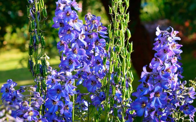 Pflanzenproträt, Rittersporn