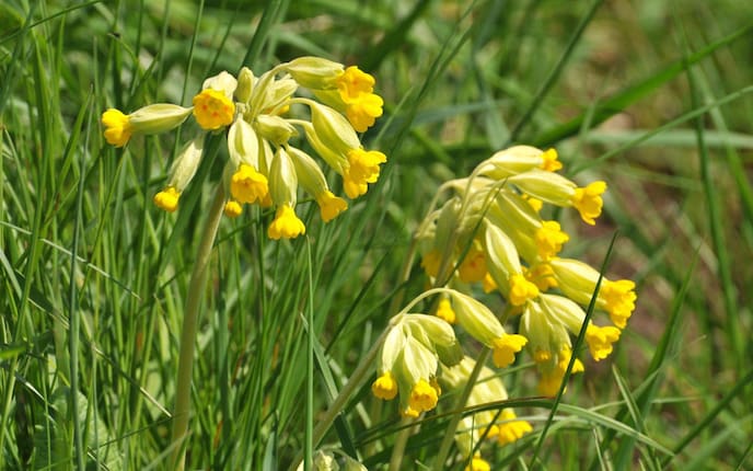 Gartenwissen, Pflanzenportärt, Schlüsselblume