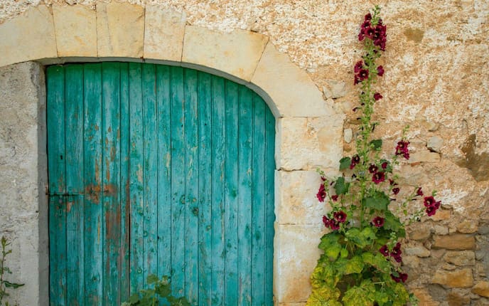 Stockrosen Rosa Rosen Blumen Gartenblumen