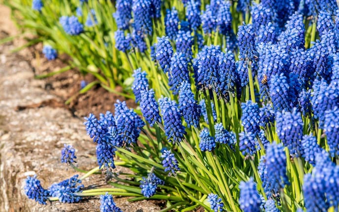 Traubenhyazinthe, Gartenwissen, Pflanzenporträt