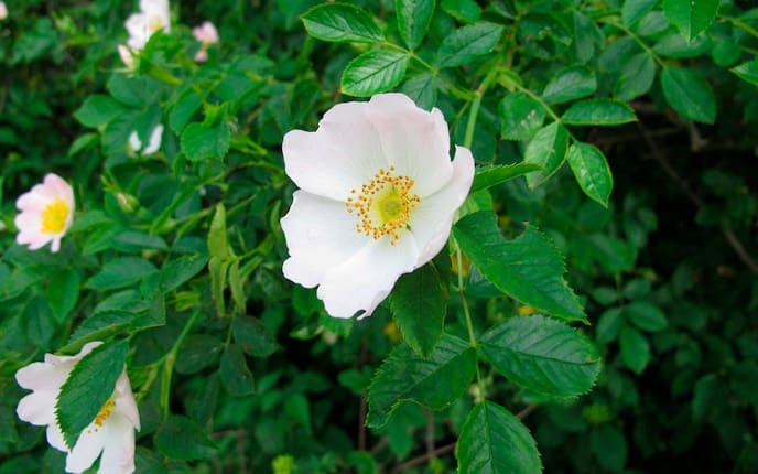 Wildrose, Rose, Hagebutte