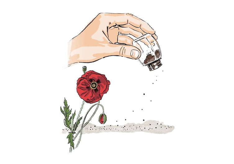 Grafik: Mohnblume und eine Hand, die mit einem Salzstreuer voller Samen die Samen auf der Erde verstreut