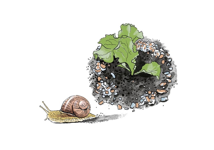 Grafik: rund um eine Salatpflanze sind zerbröselte Eierschalen gestreut und eine Schnecke wandert davon weg