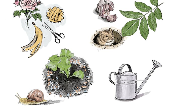 Grafik: Gieskanne aus Metall, Knoblauchknolle, Nussbaumblätter, Wühlmaus in einem Loch, Bananenschale, Bananenschale in Stücken, Schere, Rose, Schnecke, Salatpflanze mit Eierschalen drumrum