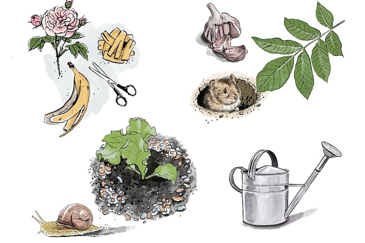 Grafik: Gieskanne aus Metall, Knoblauchknolle, Nussbaumblätter, Wühlmaus in einem Loch, Bananenschale, Bananenschale in Stücken, Schere, Rose, Schnecke, Salatpflanze mit Eierschalen drumrum