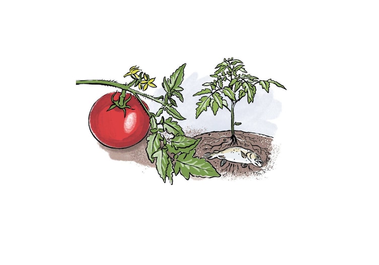 Tomatenpflanzen die in der Erde unter den Wurzeln einen toten Fisch vergraben haben als Grafik.