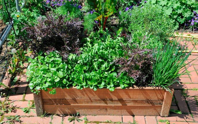 Ein kleines Holzbeet im Hochsommer mit üppigen Pflanzenwuchs aller Art (Dille, Schnittlauch, Vogerlsalat, Rucola, Mangold uvm)