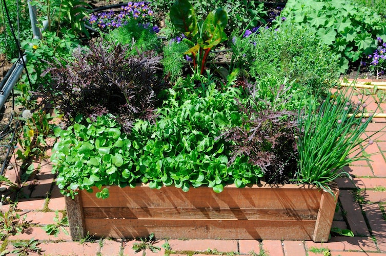 Ein kleines Holzbeet im Hochsommer mit üppigen Pflanzenwuchs aller Art (Dille, Schnittlauch, Vogerlsalat, Rucola, Mangold uvm)
