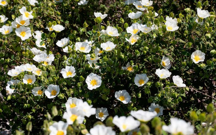Garten, Gartenwissen, Blume, Halbstaude, Sonnenröschen