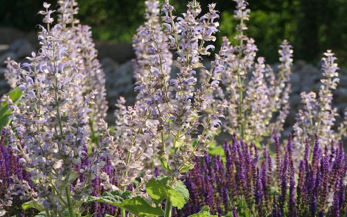 lila und violett blühende Stauden im Hochsommer