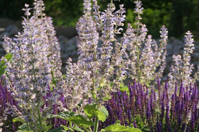 lila und violett blühende Stauden im Hochsommer