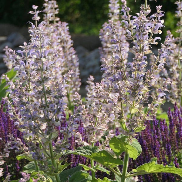 lila und violett blühende Stauden im Hochsommer