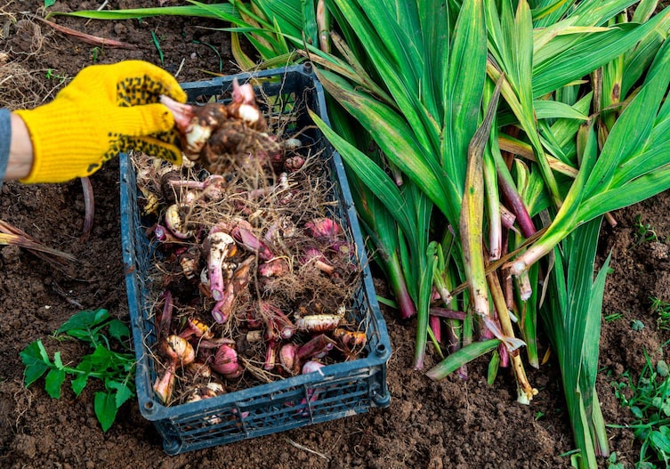 Blumenzwiebeln aus der Erde ausgegraben in einr blauen Plastikbox. Daneben liegen die abgeschnittenen Teile der der Pflanzen