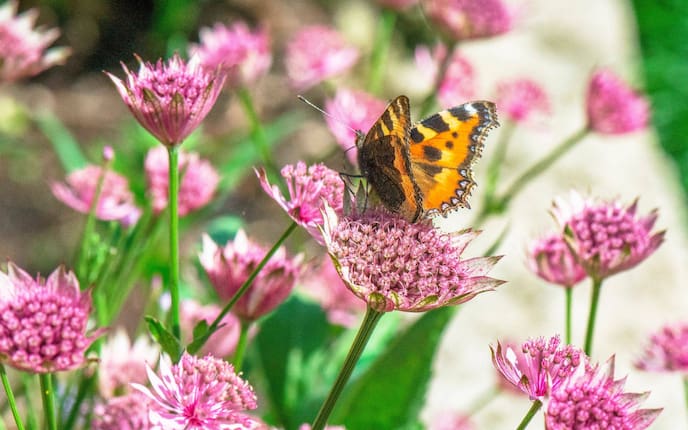Sterndolde, blüten, Schmetterling sitzt auf einer Blüte