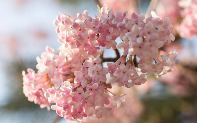 Duftschneeball, rosa Blüten, Frühlingsblüher, Strauch