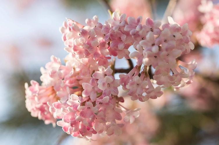 Duftschneeball, rosa Blüten, Frühlingsblüher, Strauch