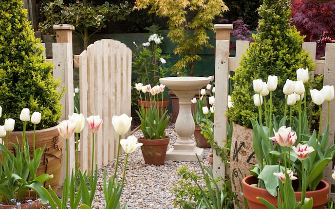 Tulpen-Steckbrief, Tulpe, Garten, Topf, Gartenzaun