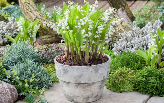 Maiglöckchen, Steckbrief, Pflanzenporträt, Steingarten