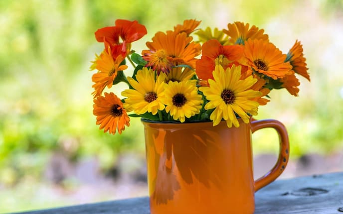 Ringelblume, gelb und orange, Kapuzinerkresse, Emailtopf