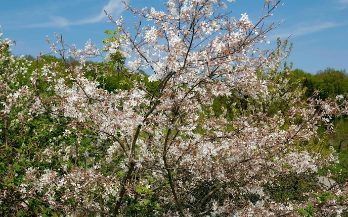 Gemeine Felsbirne, Strauch, Blüten, Frühling