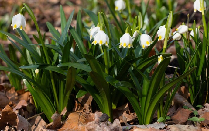 Pflanzenporträt, Frühlingsknotenblume, Garten, Pflanzen