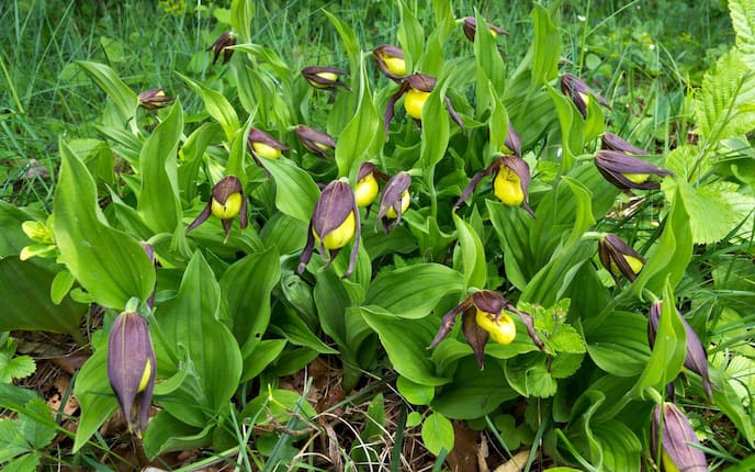 Garten, Pflanzenporträt, Frauenschuh, Blüte