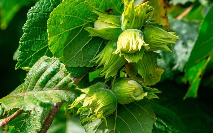 Garten, Pflanzenporträt, Haselnuss, braun, Nuss, Nüsse