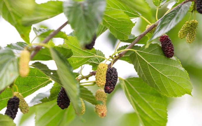 Garten, Pflanzenporträt, Maulbeere